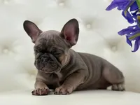 Elise , a female French Bulldog for sale in Boston, MA – Photo 6 of 10