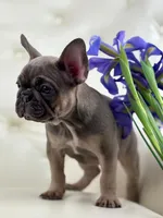 Elise , a female French Bulldog for sale in Boston, MA – Photo 5 of 10