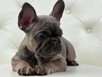 Elise , a female French Bulldog for sale in Boston, MA – Photo 4 of 10