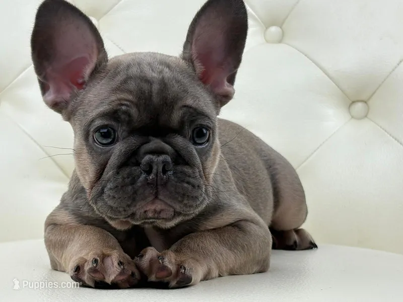 Elise  – French Bulldog puppy for sale in Boston, MA