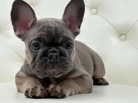 Elise , a female French Bulldog for sale in Boston, MA – Photo 1 of 10