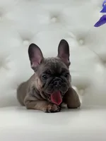 Elise , a female French Bulldog for sale in Boston, MA – Photo 10 of 10