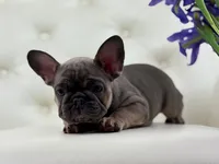 Elise , a female French Bulldog for sale in Boston, MA – Photo 8 of 10