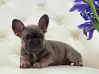 Elise , a female French Bulldog for sale in Boston, MA – Photo 2 of 10