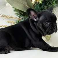 Cleo, a female French Bulldog for sale in Boston, MA – Photo 7 of 9