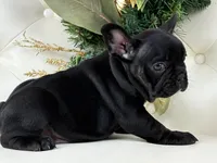 Cleo, a female French Bulldog for sale in Boston, MA – Photo 7 of 9