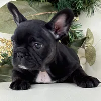Cleo, a female French Bulldog for sale in Boston, MA – Photo 8 of 9