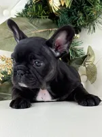 Cleo, a female French Bulldog for sale in Boston, MA – Photo 8 of 9