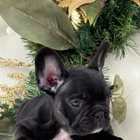 Cleo, a female French Bulldog for sale in Boston, MA – Photo 2 of 9