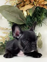 Cleo, a female French Bulldog for sale in Boston, MA – Photo 2 of 9