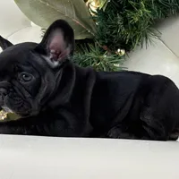 Cleo, a female French Bulldog for sale in Boston, MA – Photo 4 of 9