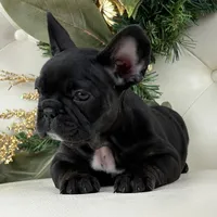 Cleo, a female French Bulldog for sale in Boston, MA – Photo 1 of 9