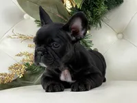 Cleo, a female French Bulldog for sale in Boston, MA – Photo 1 of 9