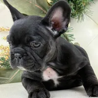 Cleo, a female French Bulldog for sale in Boston, MA – Photo 3 of 9