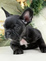 Cleo, a female French Bulldog for sale in Boston, MA – Photo 3 of 9