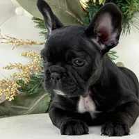 Cleo, a female French Bulldog for sale in Boston, MA – Photo 6 of 9