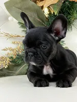 Cleo, a female French Bulldog for sale in Boston, MA – Photo 6 of 9