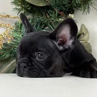 Cleo, a female French Bulldog for sale in Boston, MA – Photo 5 of 9