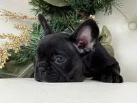 Cleo, a female French Bulldog for sale in Boston, MA – Photo 5 of 9
