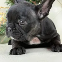 Cleo, a female French Bulldog for sale in Boston, MA – Photo 9 of 9