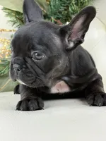 Cleo, a female French Bulldog for sale in Boston, MA – Photo 9 of 9