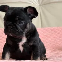 Molly, a female French Bulldog for sale in Boston, MA – Photo 2 of 4