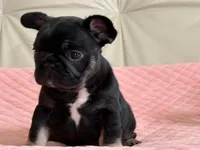 Molly, a female French Bulldog for sale in Boston, MA – Photo 2 of 4