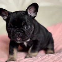 Molly, a female French Bulldog for sale in Boston, MA – Photo 4 of 4