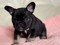 Molly, a female French Bulldog for sale in Boston, MA – Photo 4 of 4