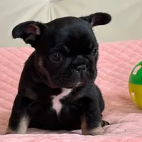 Molly, a female French Bulldog for sale in Boston, MA – Photo 3 of 4