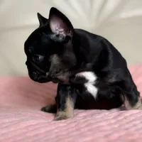 Molly, a female French Bulldog for sale in Boston, MA – Photo 1 of 4