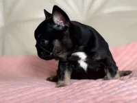 Molly, a female French Bulldog for sale in Boston, MA – Photo 1 of 4