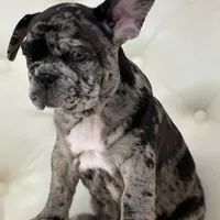 Enzo, a male French Bulldog for sale in Boston, MA – Photo 2 of 7