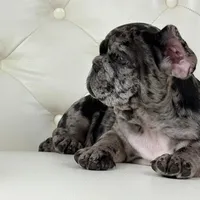 Enzo, a male French Bulldog for sale in Boston, MA – Photo 5 of 7