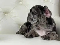 Enzo, a male French Bulldog for sale in Boston, MA – Photo 5 of 7