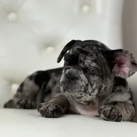 Enzo, a male French Bulldog for sale in Boston, MA – Photo 3 of 7