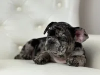 Enzo, a male French Bulldog for sale in Boston, MA – Photo 3 of 7