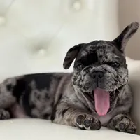 Enzo, a male French Bulldog for sale in Boston, MA – Photo 4 of 7