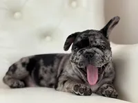 Enzo, a male French Bulldog for sale in Boston, MA – Photo 4 of 7