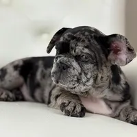 Enzo, a male French Bulldog for sale in Boston, MA – Photo 7 of 7