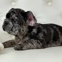 Enzo, a male French Bulldog for sale in Boston, MA – Photo 1 of 7