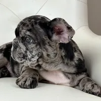 Enzo, a male French Bulldog for sale in Boston, MA – Photo 6 of 7