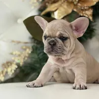 Vanilla, a female French Bulldog for sale in Boston, MA – Photo 9 of 10