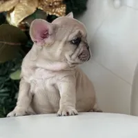 Vanilla, a female French Bulldog for sale in Boston, MA – Photo 6 of 10