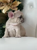 Vanilla, a female French Bulldog for sale in Boston, MA – Photo 6 of 10