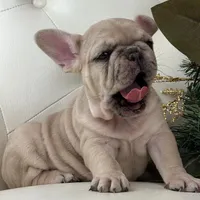 Vanilla, a female French Bulldog for sale in Boston, MA – Photo 4 of 10