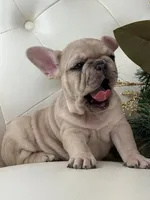 Vanilla, a female French Bulldog for sale in Boston, MA – Photo 4 of 10