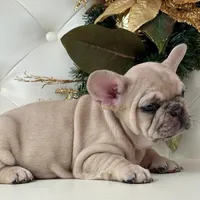 Vanilla, a female French Bulldog for sale in Boston, MA – Photo 10 of 10