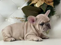 Vanilla, a female French Bulldog for sale in Boston, MA – Photo 10 of 10