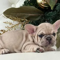 Vanilla, a female French Bulldog for sale in Boston, MA – Photo 7 of 10